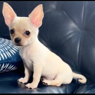 Chihuahua - Bitches