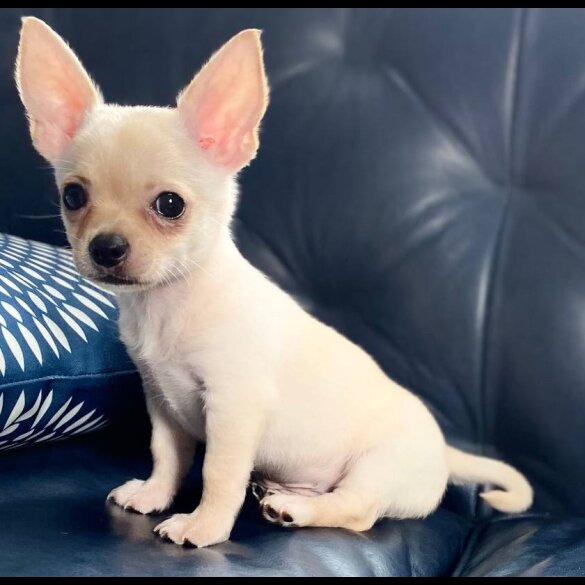 Chihuahua - Bitches