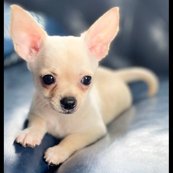 Chihuahua - Bitches