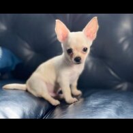 Chihuahua - Bitches