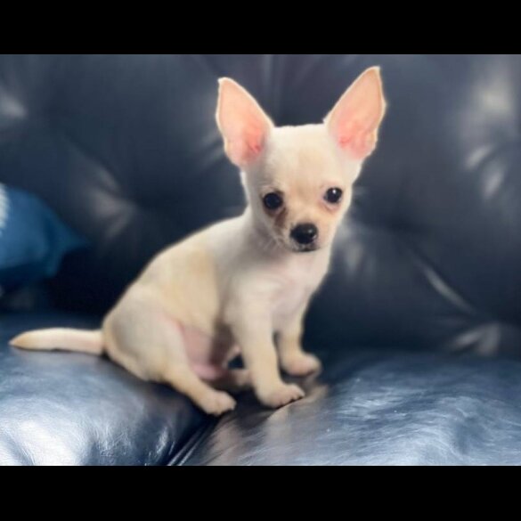 Chihuahua - Bitches