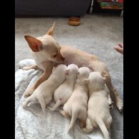 Chihuahua - Bitches