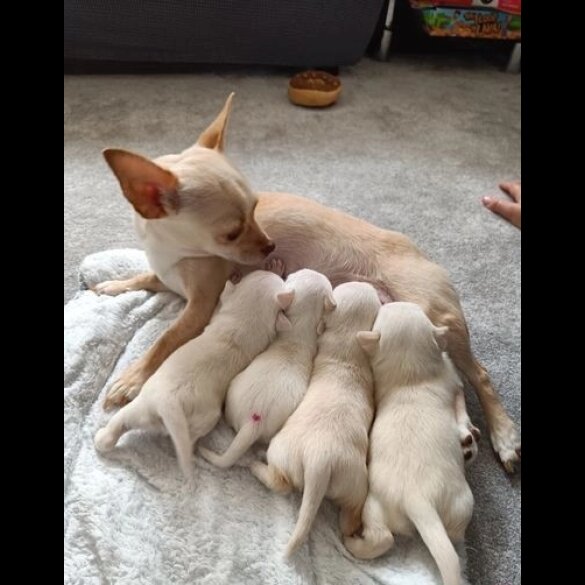 Chihuahua - Bitches