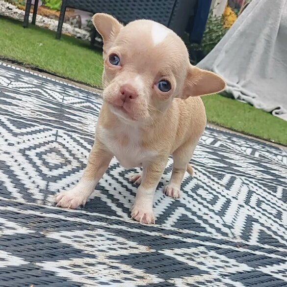 Chihuahua - Both
