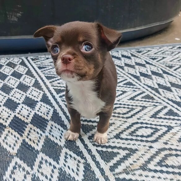 Chihuahua - Both