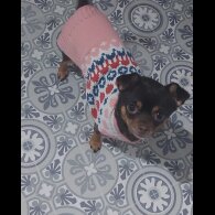 Chihuahua - Both