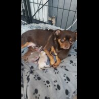 Chihuahua - Both