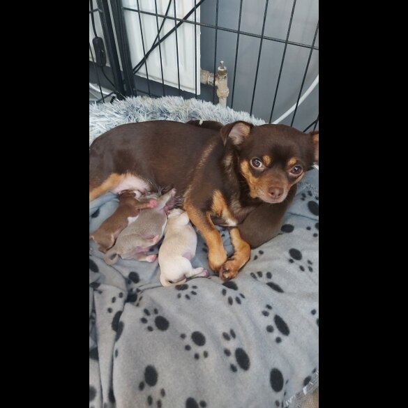 Chihuahua - Both