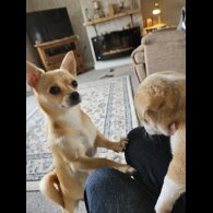 Chihuahua - Both