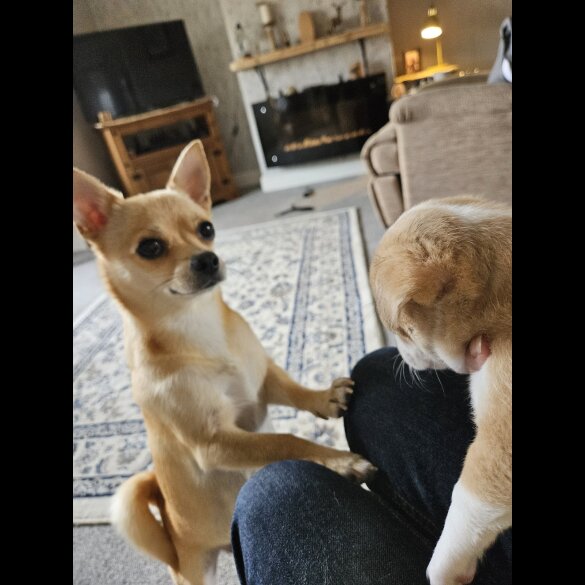 Chihuahua - Both