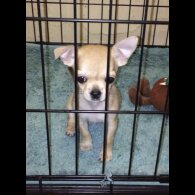 Chihuahua - Bitches