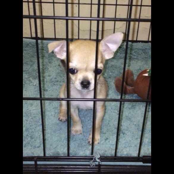 Chihuahua - Bitches
