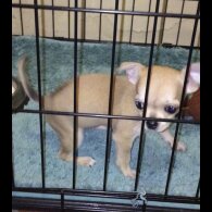 Chihuahua - Bitches