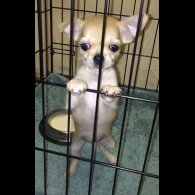 Chihuahua - Bitches