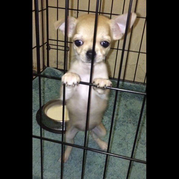 Chihuahua - Bitches