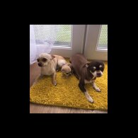Chihuahua - Bitches