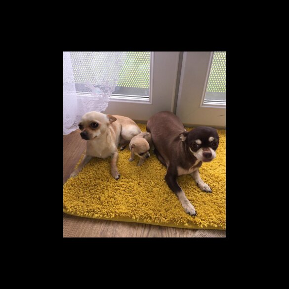 Chihuahua - Bitches