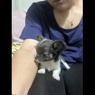 Chihuahua - Both