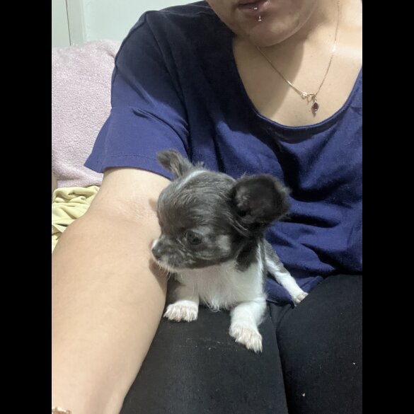 Chihuahua - Both