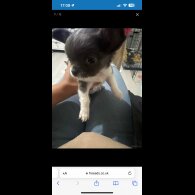 Chihuahua - Both