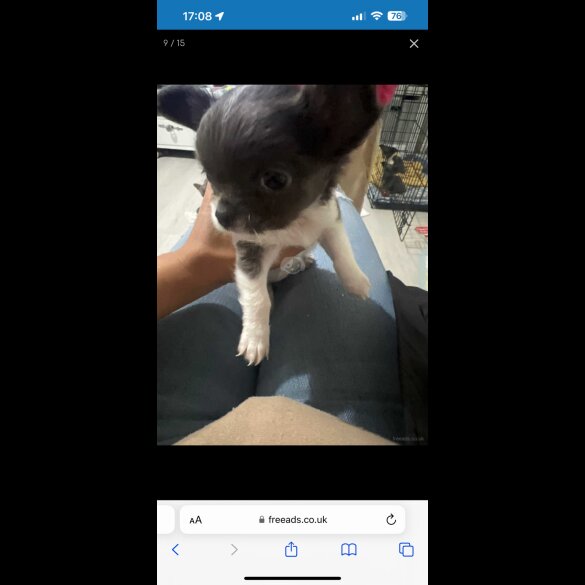 Chihuahua - Both