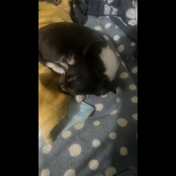 Chihuahua - Both