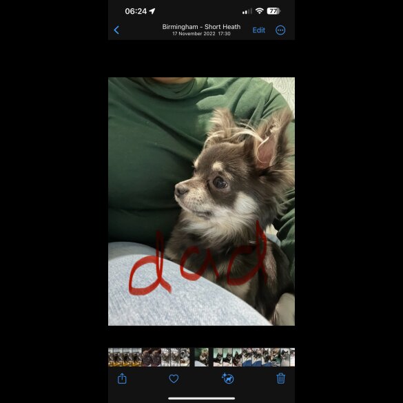 Chihuahua - Both