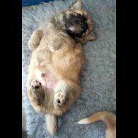 Chihuahua - Both
