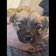 Chihuahua - Both