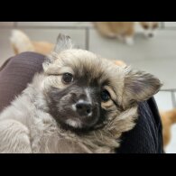 Chihuahua - Both