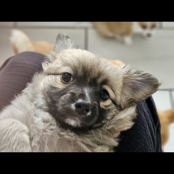 Chihuahua - Both
