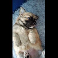 Chihuahua - Both