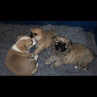 Chihuahua - Both