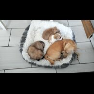 Chihuahua - Both