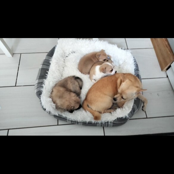 Chihuahua - Both