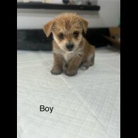 Chorkie - Both