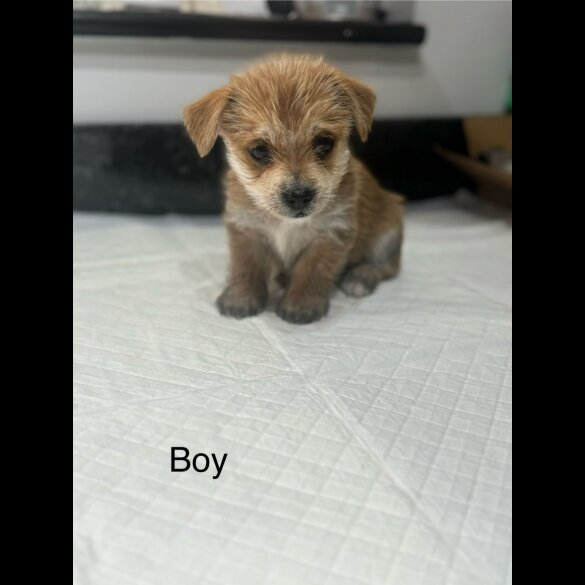 Chorkie - Both