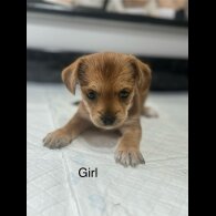 Chorkie - Both