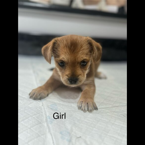 Chorkie - Both