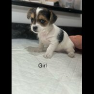 Chorkie - Both