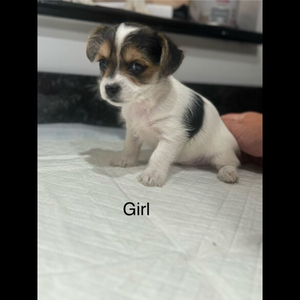 Chorkie - Both