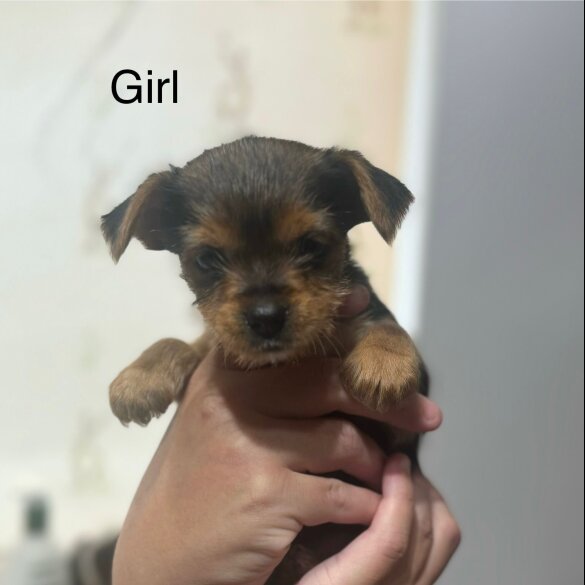 Chorkie - Both