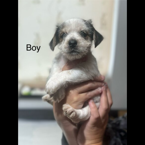 Chorkie - Both