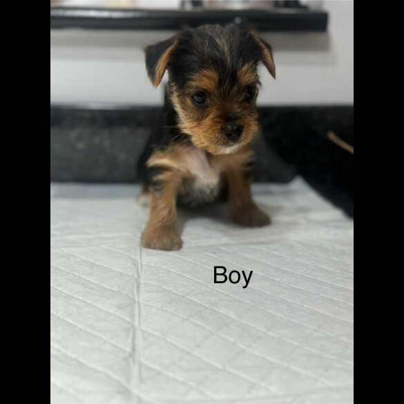 Chorkie - Both