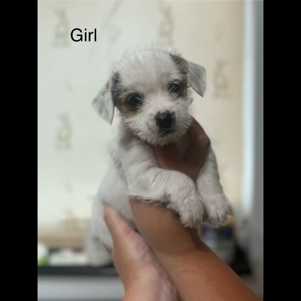 Chorkie - Both