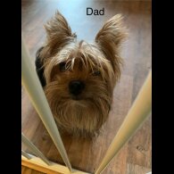 Chorkie - Both