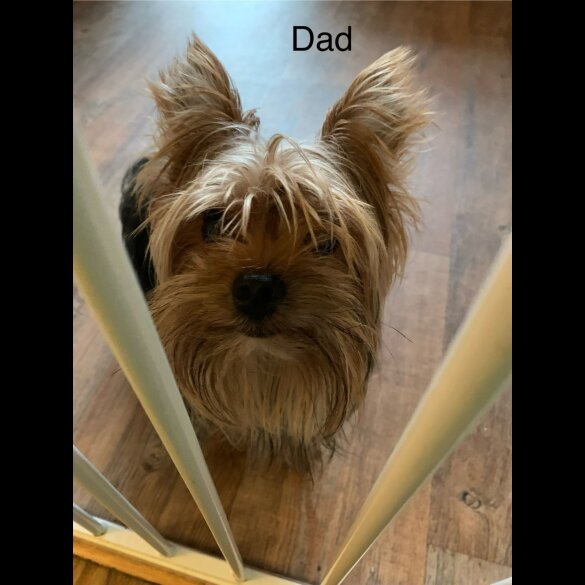 Chorkie - Both