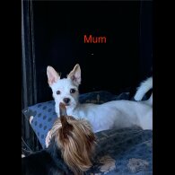 Chorkie - Both