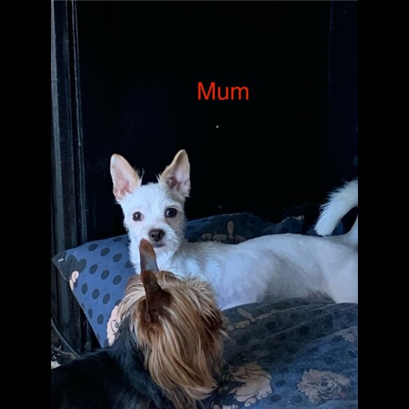 Chorkie - Both