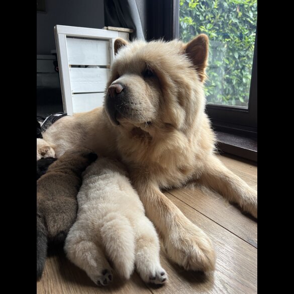 Chow Chow - Both